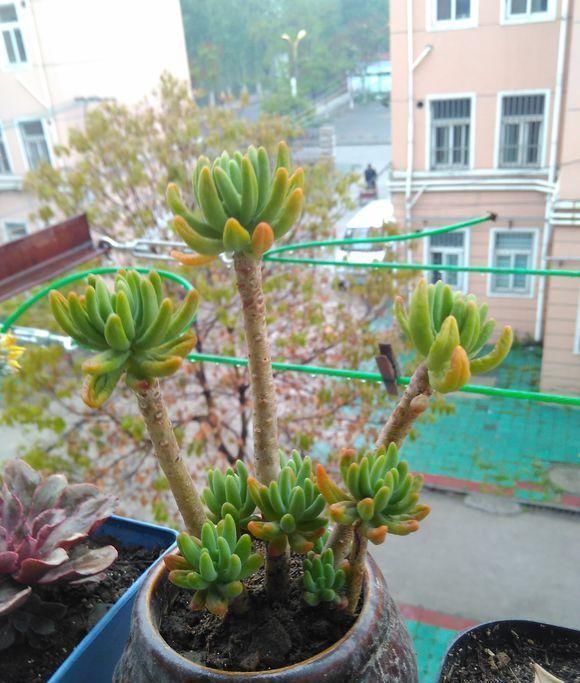 多肉八千代，“掉叶”，“干瘪”，教你“3招”，长成“小椰树”