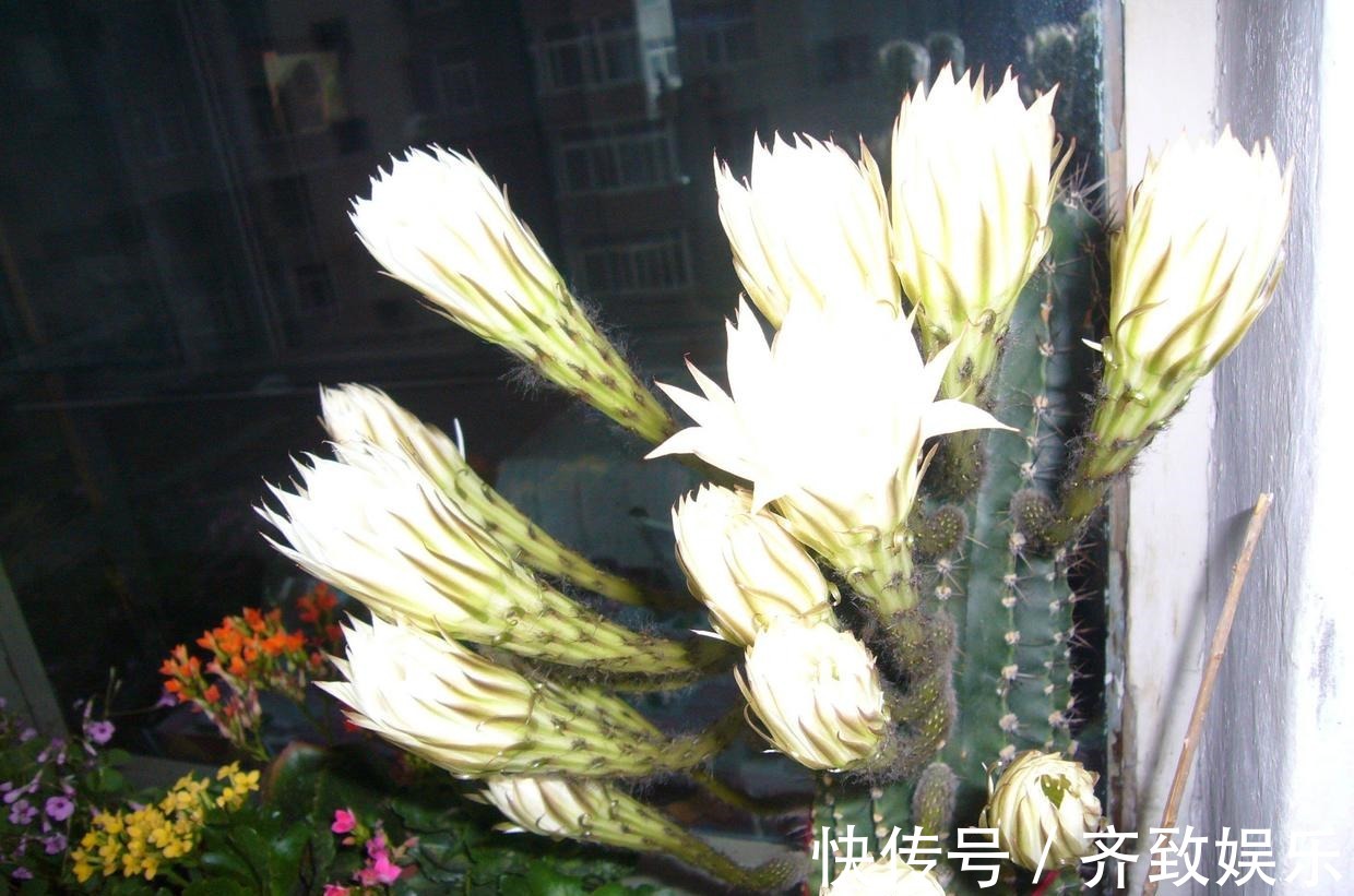 她家仙人掌从春开到冬,看得都快腻了,只因为做了这件事!