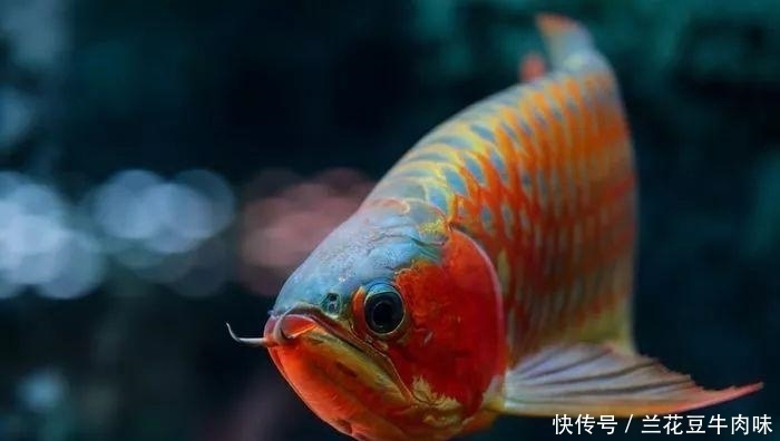 涨姿势 · 龙鱼: 你嫌我丑给我各种整容, 还指望我给你转运? ?