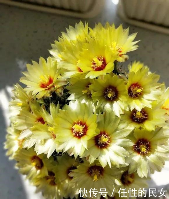 仙人球不开花,3个方面得改善,做好了以后花苞直冒,爆满盆