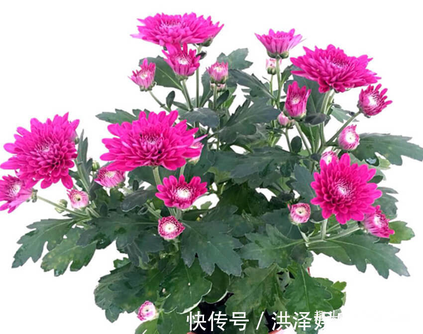 菊叶|养菊花按四个方法,植株长得粗又旺,不黄叶猛开花,超级棒