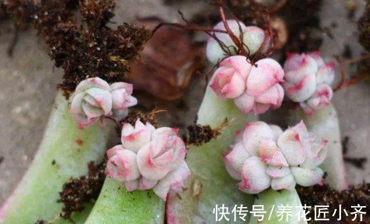 冬天能不能叶插多肉?只要达到2个“条件”,比春季扦插长得好