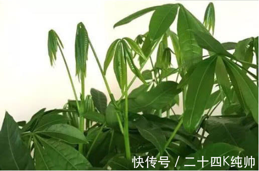 养花|发财树黄叶还不长1个“小方法”,叶片油绿疯长不停,1年长半米
