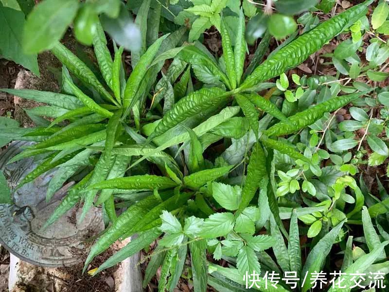 花量极其丰富的翠芦莉,适合在院子里种一片,也能养成盆栽
