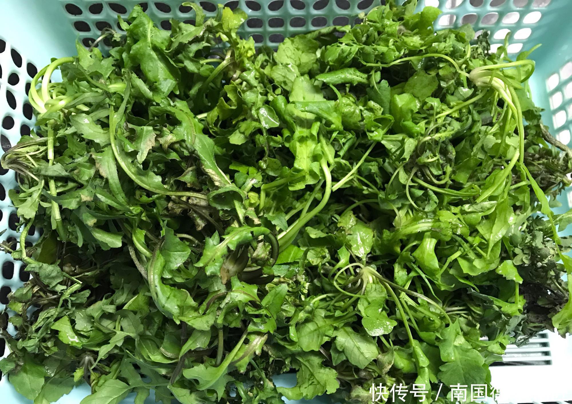 冬季,此菜正当季,用来包饺子,鲜嫩多汁,比纯肉的好吃,真鲜