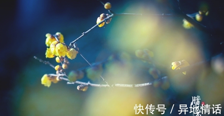 传统节日#诗词鉴赏-腊八|十二首有关腊八的古诗词,带给你不一样的腊八节