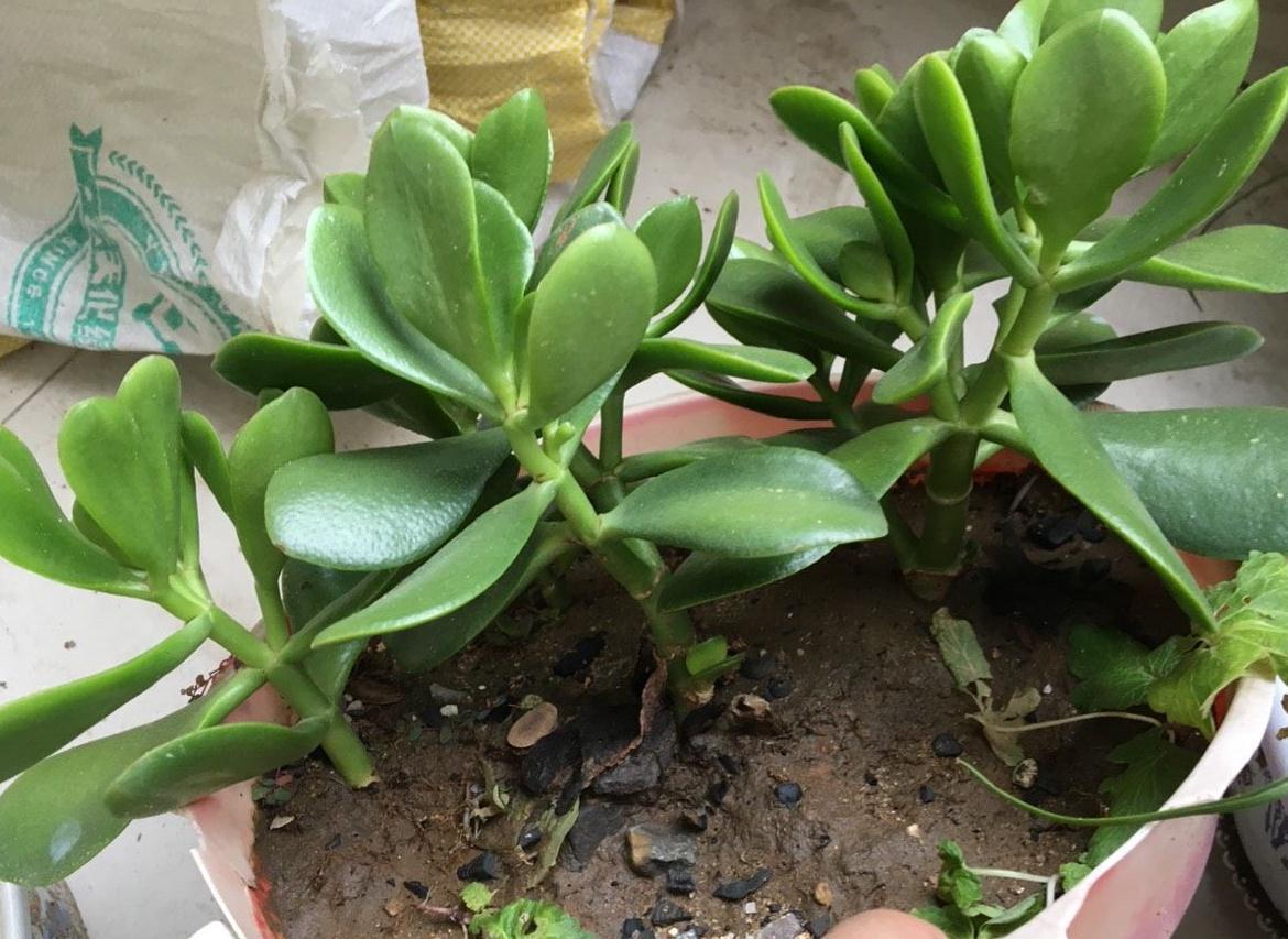 秋季养玉树，做好三步，枝叶油绿壮实，更容易养成老桩和开花