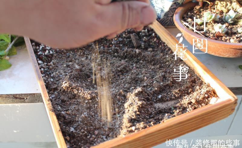 2种花翻盆,不能浇“定根水”,浇了没作用,还容易烂根