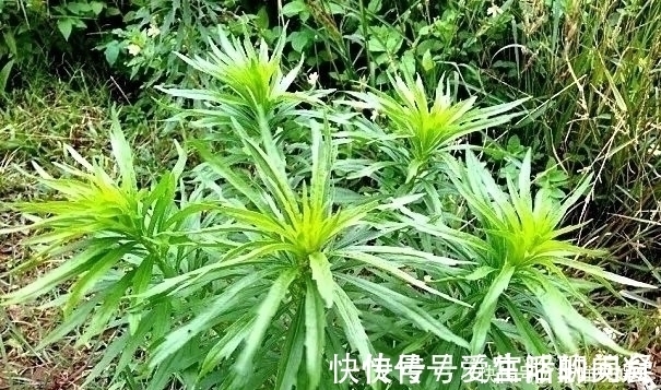 中草药|农村一种野草，农民很讨厌，却是极品中草药，止血效果非常好