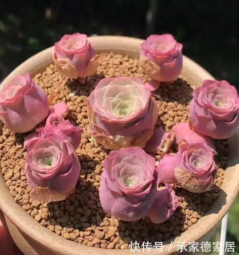 9个美到无法形容的粉色多肉品种，不多养几盆都觉得亏