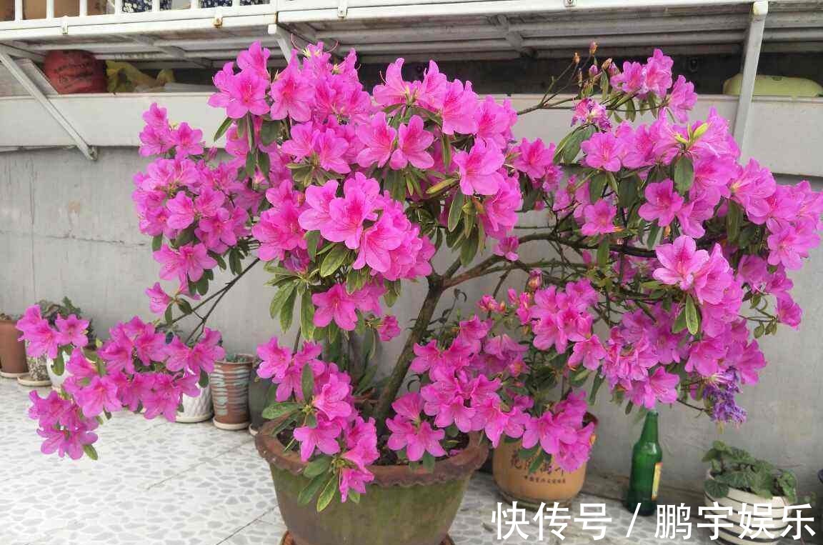 3种花要休眠了,快别浇水了,再浇就死了!