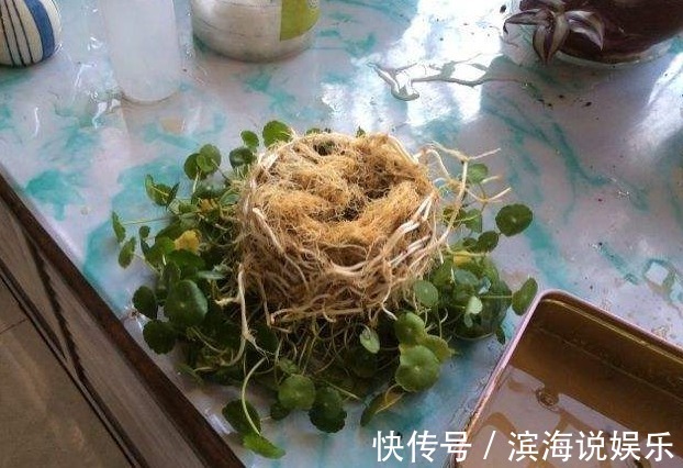 兰花|这几种花是吃土机器，秋天必须换盆土，否则再怎么养都黄叶哗哗掉