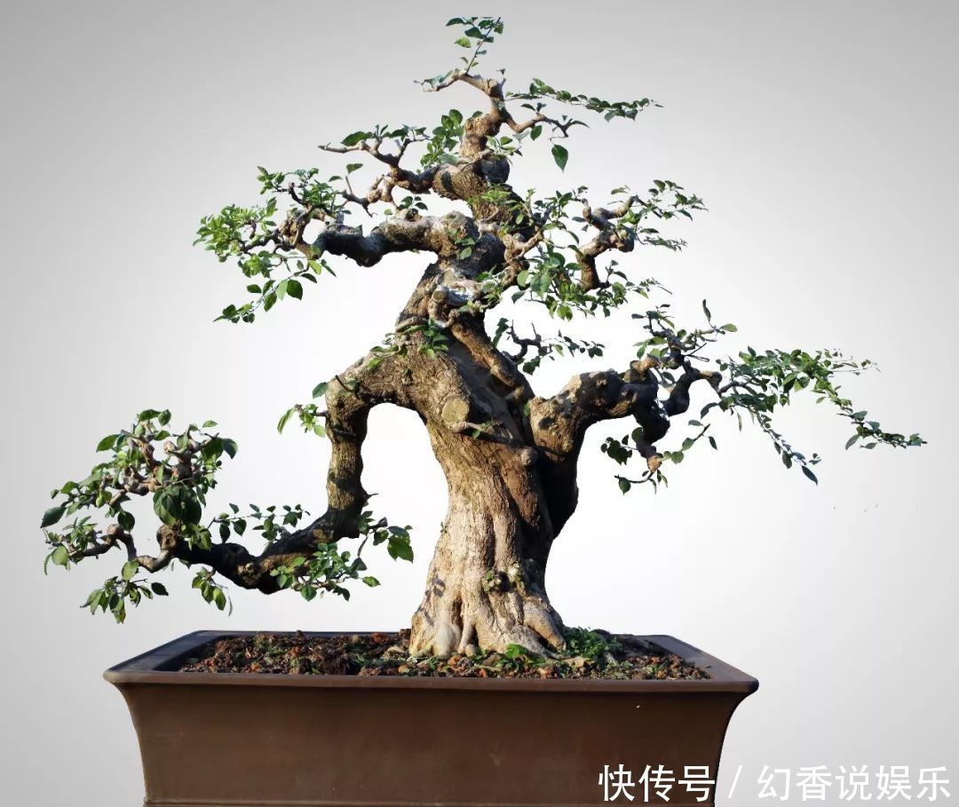 盆景|三角梅盆景制作6步曲,看懂了自己也能做出精美绝伦的三角梅盆景