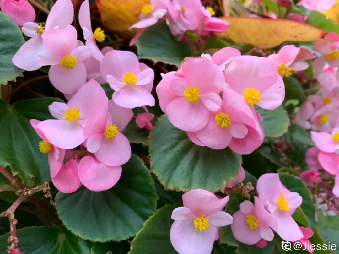 再穷也要养长寿花,寓意好、开花美,养人又养家!