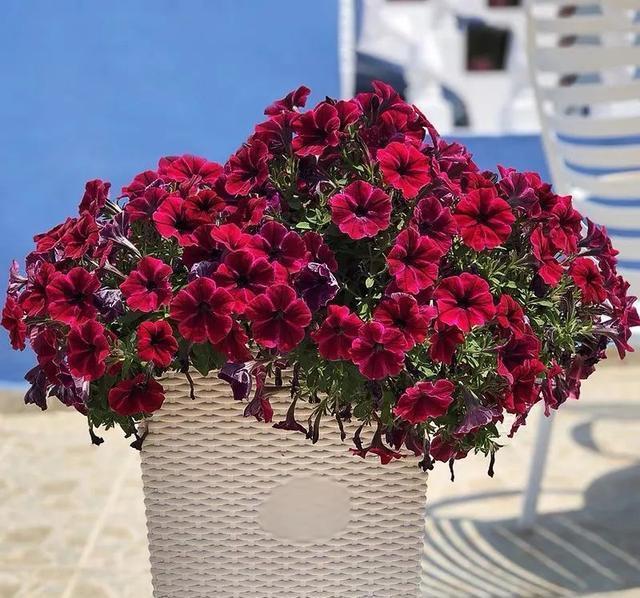 6种便宜花,好养又容易爆盆,春天养几盆,开花多到爆,漂亮极了