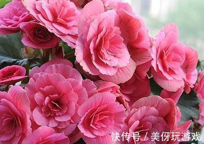 冬季艳丽大花如何爆盆,丽格海棠