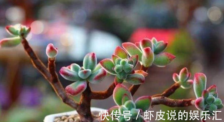 邻居养了盆红彤彤的多肉,自带绒毛可爱十足,相信你会喜欢的