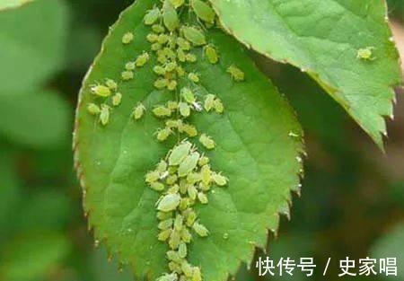 养花|养花,想让植物健康生长,应该控制温度和防止细菌繁殖