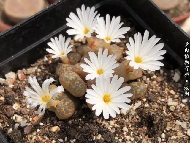 会开花的“石头”番杏科多肉植物“生石花”的养护心得！