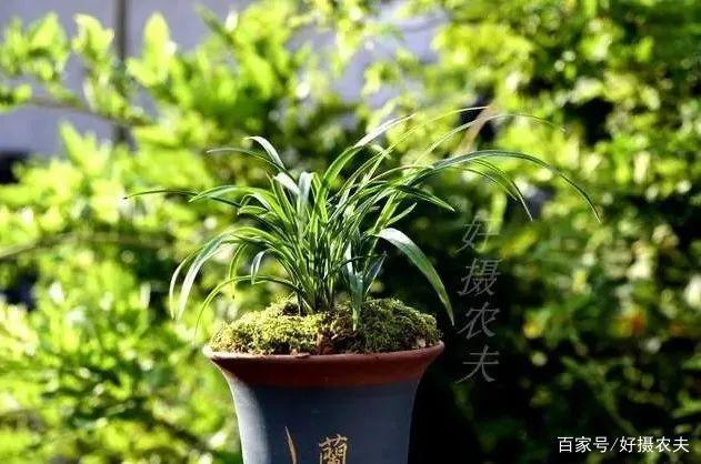 都说兰花阴长苗、阳易花,怎样才能花苗并旺一句口诀就解释清楚
