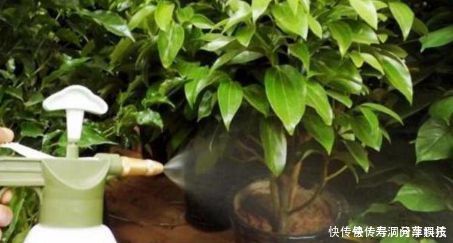 张大爷养花，加点生长剂，叶绿开花多，养啥都爆盆