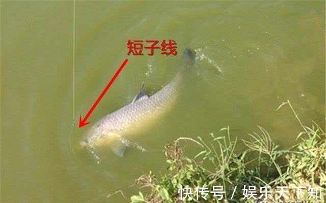 子线的最科学用法：粗细、长短、钩间距，都时刻影响你的中鱼率
