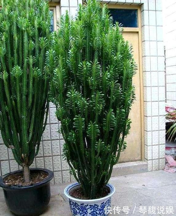 这4款绿植可镇宅辟邪、美化庭院,有钱人盆栽首选,好看又好养
