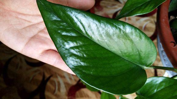 绿萝“越来越黄”,做3步还“有救”,新芽呼呼冒,叶子巴掌大