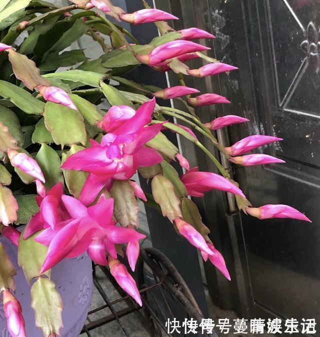 休眠期|蟹爪兰叶子“软塌塌”？教你做3步，嗖嗖冒新叶，入冬花朵爆盆