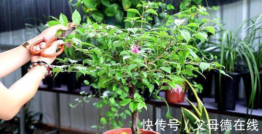 三角梅只长叶子不开花?秋天四不做,花朵多到看不见叶子