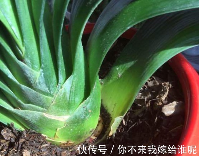 君子兰3大养护难题,一次性给你解决,今年准时开花!