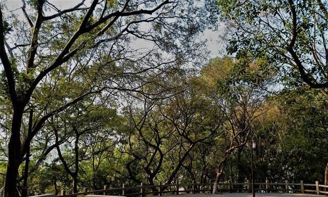 融化|温州又一公园走红，面积10.5公顷就在市区，景美人少还免门票