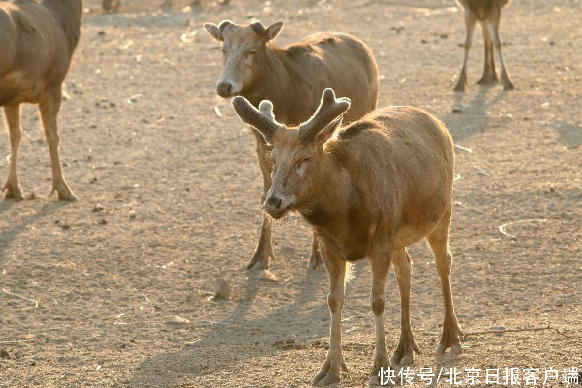  雄鹿|冬至前后，国宝麋鹿要干一件“大事”