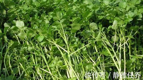 养生|年轻人不想生病,吃养生食物,健脑强身、疏通血管,促进排毒素