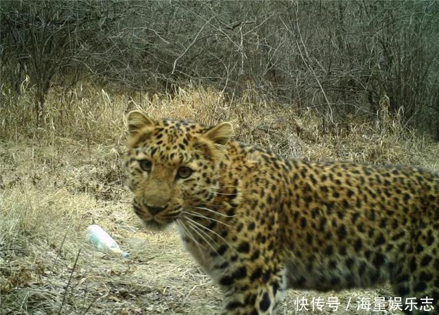 六盘山发现华北豹，不是公路旁遛娃盯着车看，就是泉水边猎食狍子