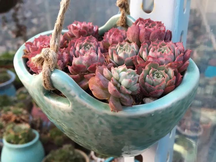 置身于美丽的多肉花园，我就是那快乐无比的多肉园丁！