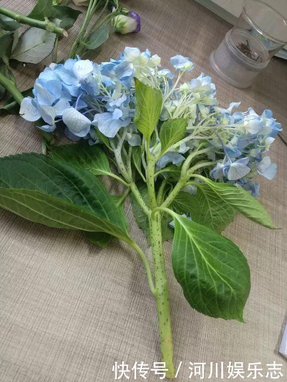 花苞|天气太热,给4种花“剃个头”,40天以后,花朵又能开到爆盆