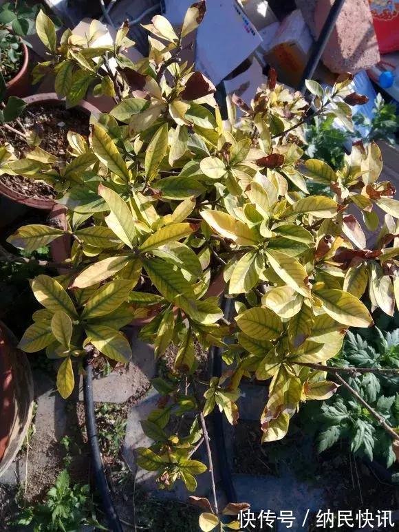 3种花是“醋坛子”,每周浇上1小勺,不烂根不黄叶,花开不停!