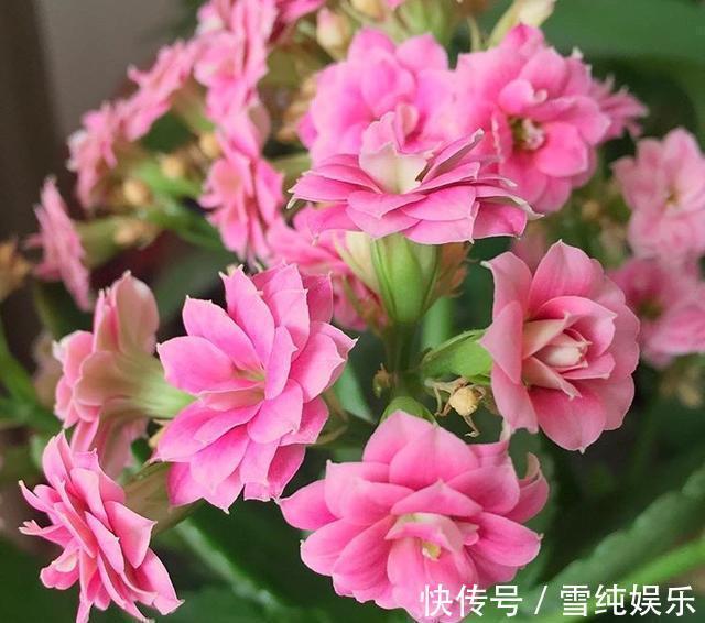 磷酸二氢钾|入冬以后,君子兰、长寿花来点催花剂,花开多1倍,别忽视