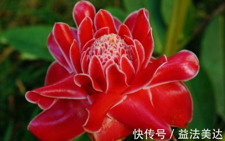 新手|家里必养4种花,好养又漂亮,懒人新手都能养好,美成花海!