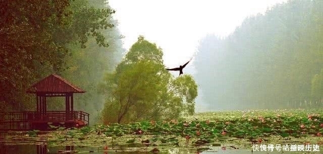 为人处世|老祖宗常说的“水至清则无鱼”，后半句才是精髓，教我们怎样为人处世！