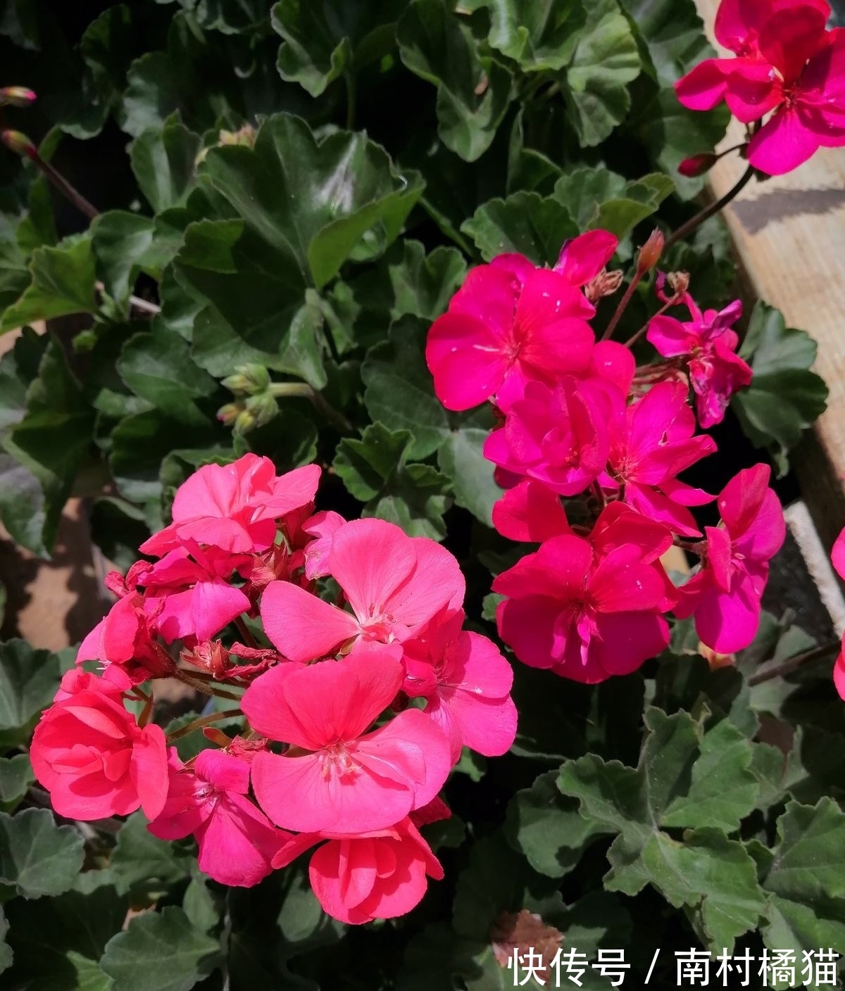 家里养盆“干净花”，一年四季不招虫，开花也多