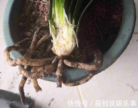 君子兰，阳台党深爱的盆栽年宵花！养护注意3细节，年年开花