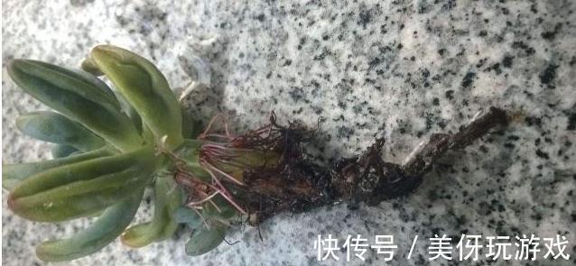多肉易烂根，只需3招轻松解决，掌握3个浇水技巧，不烂根