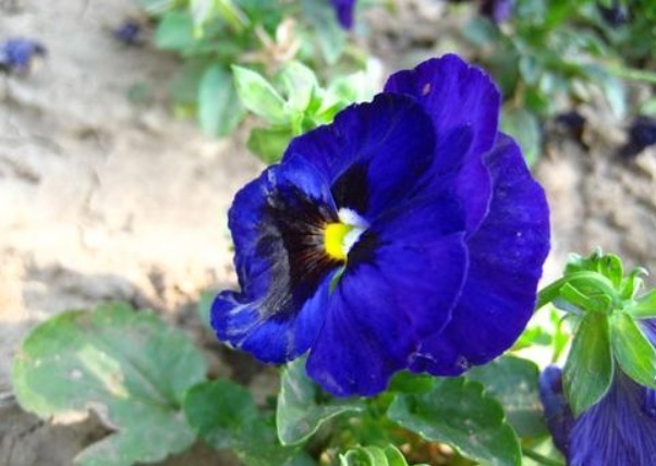 有“3种花”，养在阳光下面，才能长得枝繁叶茂，夏季再晒也不怕