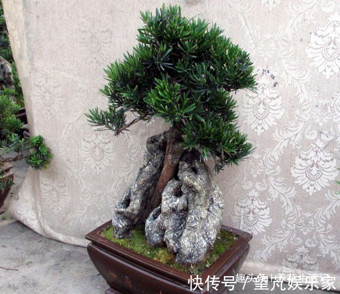 想让罗汉松长得旺,调配土壤有技巧,做好后枝壮叶多,茂盛翠绿!