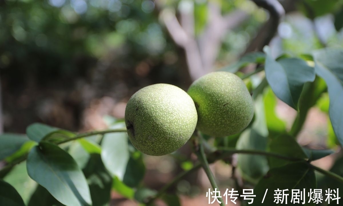 郑玉玲|白露诗词:人间最美是白露,祝君岁岁长安康