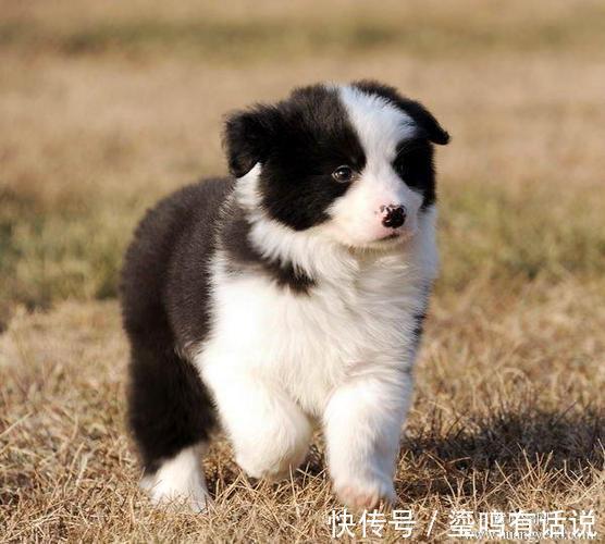 小恶魔|新手养狗,这0~12个月狗狗成长指南,赶快来看看吧