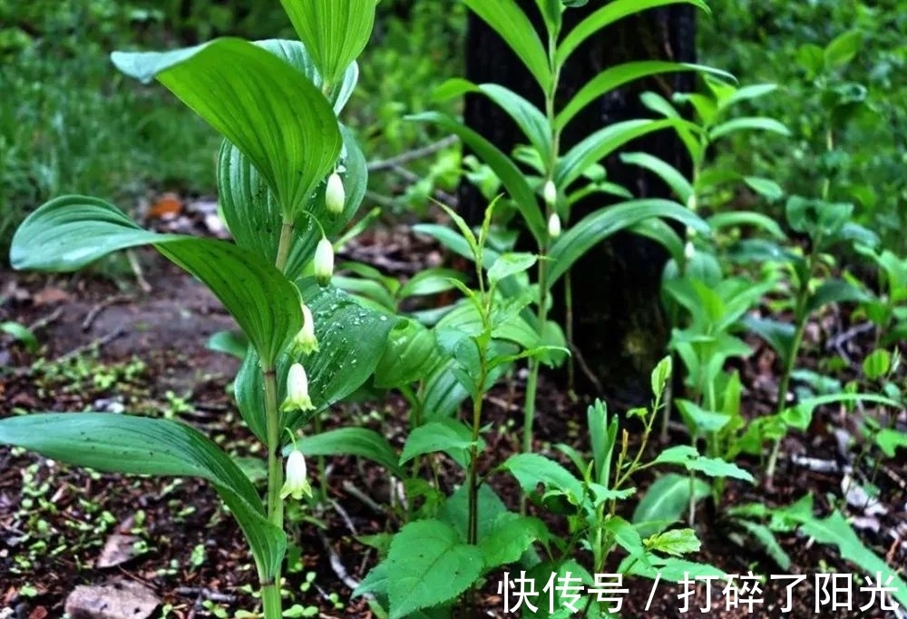 这种药草,很多人当花种,其根部十分珍贵,目前25元1斤