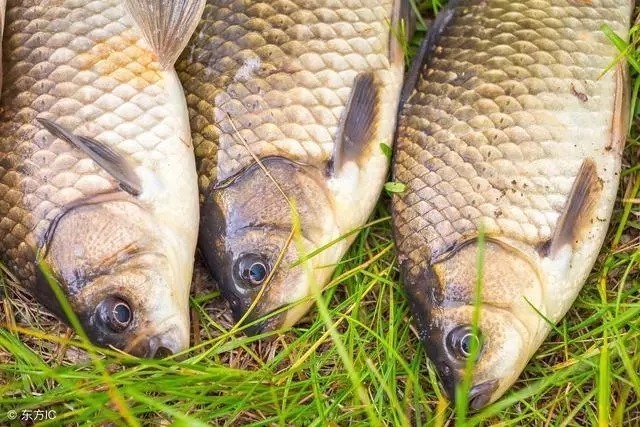 钓鱼人|为什么有鱼不吃钩呢?有的可以钓,有些不可以钓,建议好好学学!